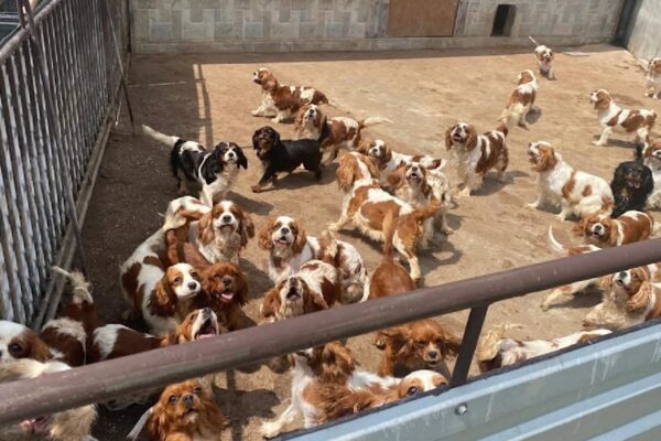 Поліція Словаччини викрила незаконний собачий розплідник