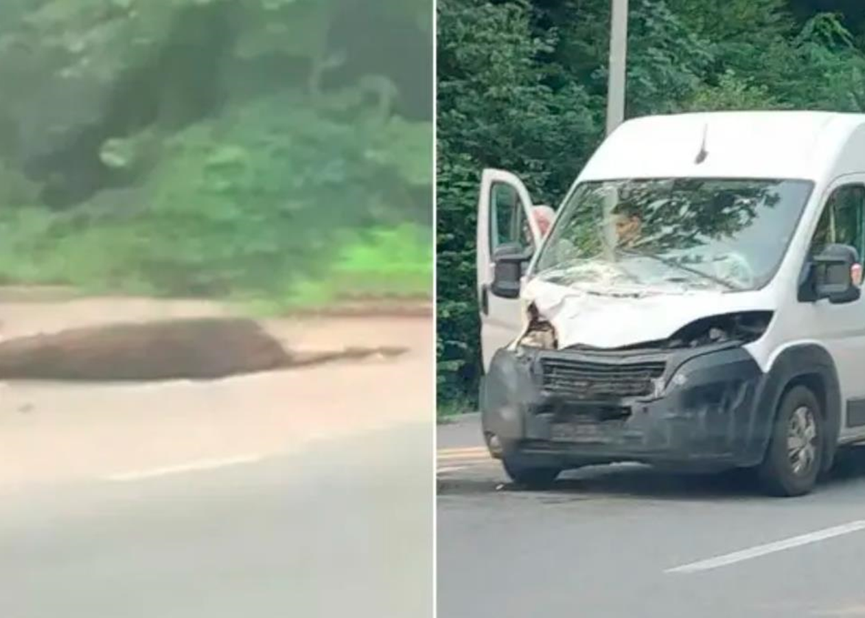 Біля Вінниці мікроавтобус збив лося