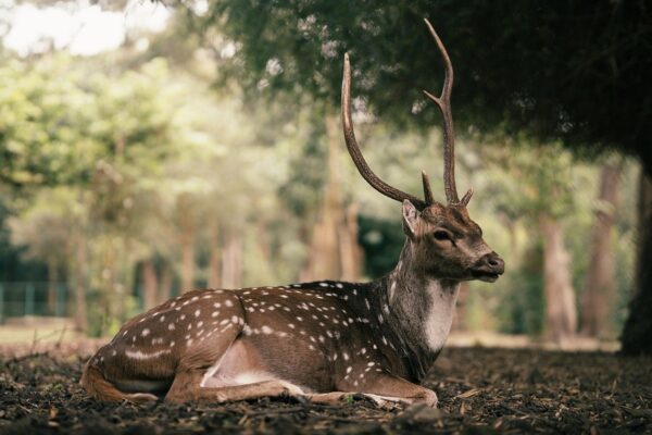 Гороскоп для всіх знаків зодіаку на 2 жовтня 2025 року
