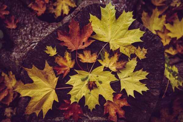 Гороскоп для всіх знаків зодіаку на 11-12 жовтня 2025 року