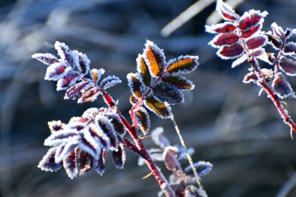 Дощі та нічні заморозки: погода на початок тижня