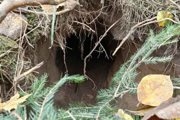 Тест-драйвНа кордоні між Польщею та Білоруссю виявили тунель