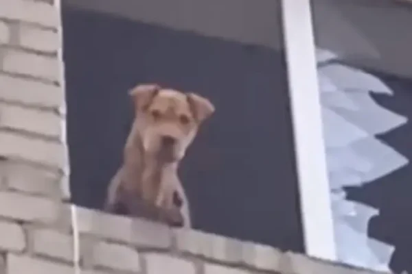 Донеччина: врятовано собаку, яка місяць перебувала на п’ятому поверсі зруйнованого дому