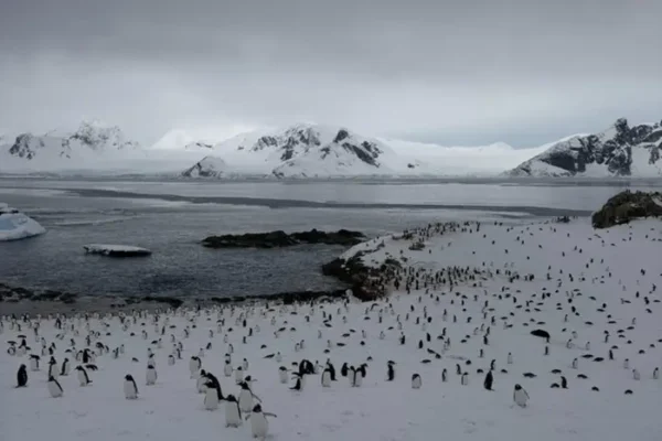 На станцію «Академік Вернадський» повернулися майже 7 тис. пінгвінів (фото)