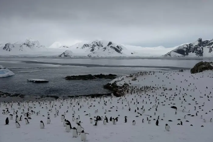 На станцію «Академік Вернадський» повернулися майже 7 тис. пінгвінів (фото)
