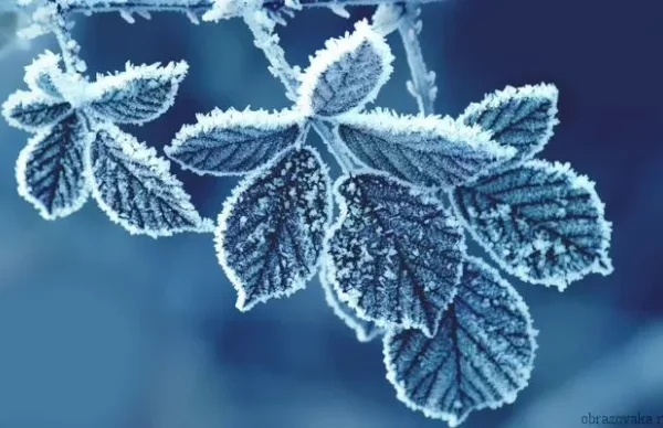 Морозна лихоманка накрила Україну: В Укргідрометцентрі розповіли, коли востаннє такі морози сковували країну