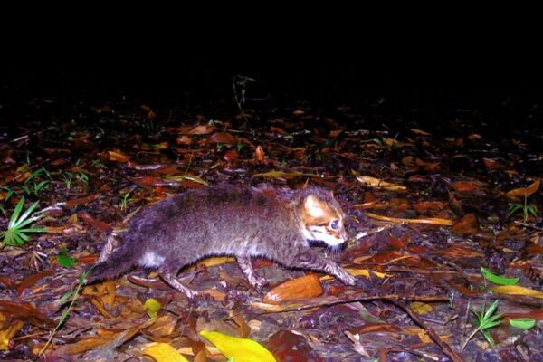 У Таїланді вперше за 30 років зафіксували рідкісну дику кішку