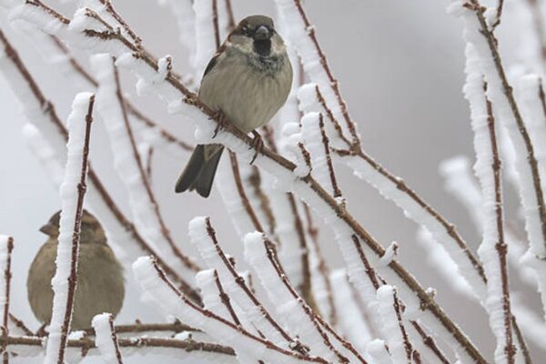 Екстремальні морози: чого чекати від погоди після вихідних