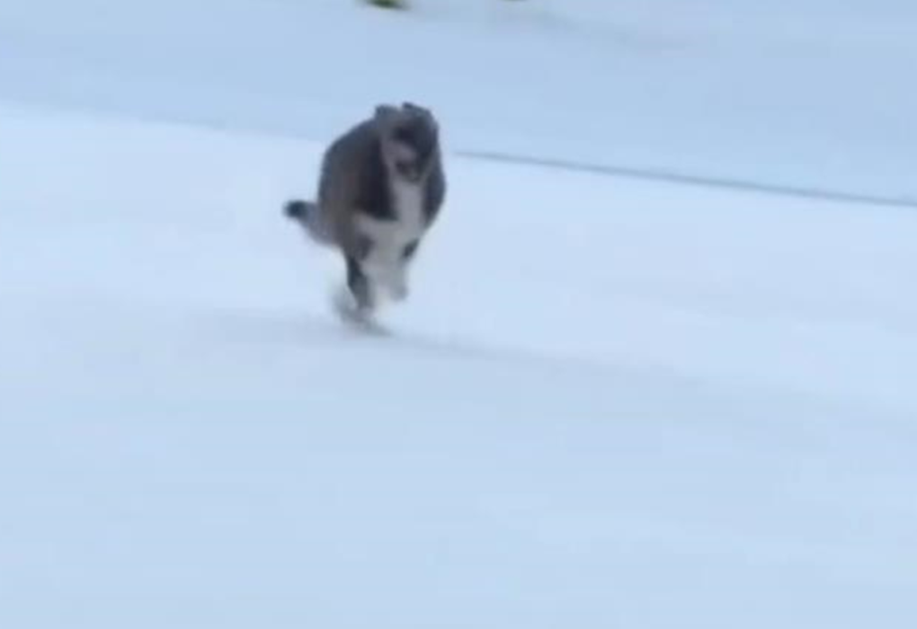 Пес став зіркою зимової Олімпіади в Італії