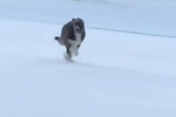 Пес став зіркою зимової Олімпіади в Італії