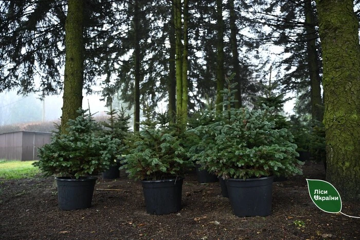 Стало відомо, де був найбільший попит і скільки ялинок купили українці цього сезону