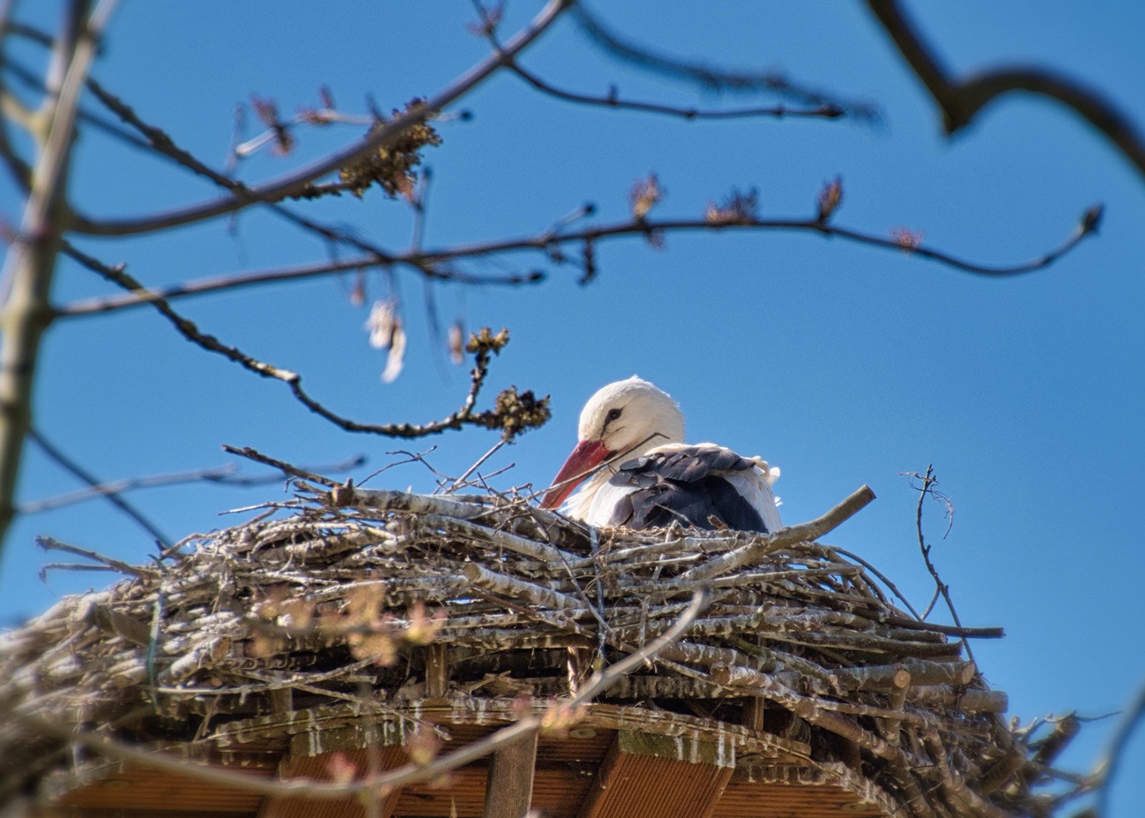 У знаменитих лелек Грицика і Одарки поповнення