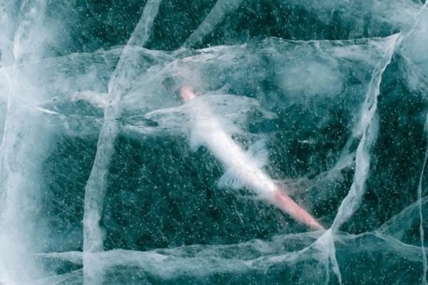 Вчені оживили 24-тисячолітню істоту: вона знову почала розмножуватись