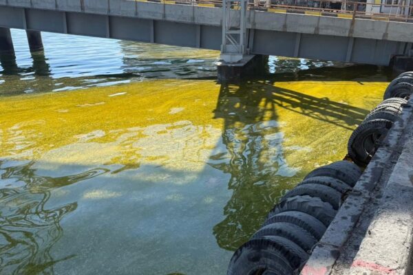 У порту Одещини в море потрапили тисячі тонн олії